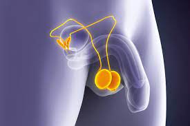 image of testicles