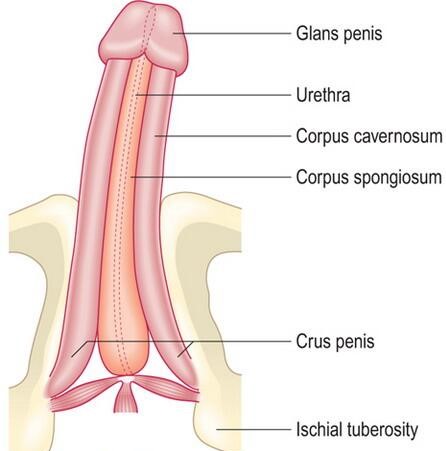 Penis description
